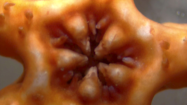 Brittle star (Asterochema)