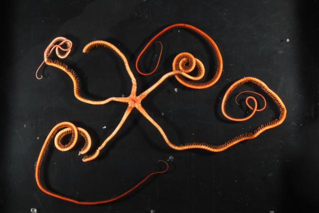 Brittle star (Asterochema)