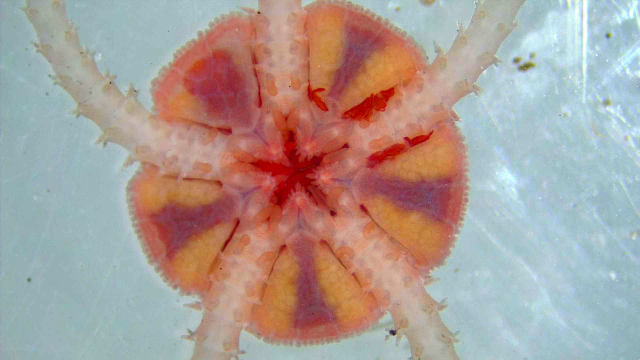 Brittle star (Ophiroidea)