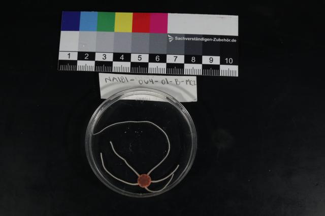 Brittle star (Ophiroidea)