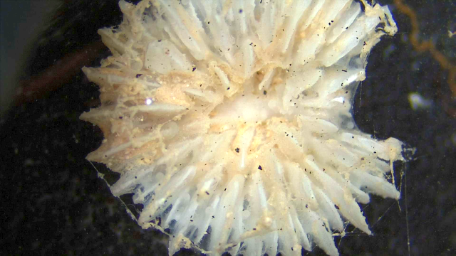 Cup coral (Deltocythaus)