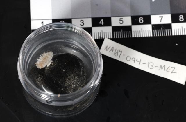 Cup coral (Deltocythaus)