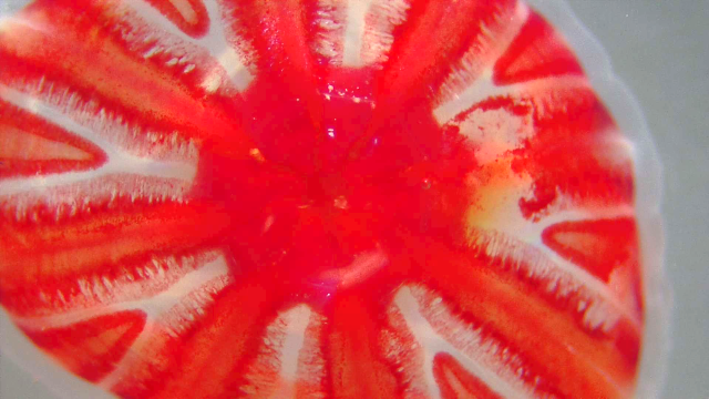 Hydrozoa (Ptychogastria)