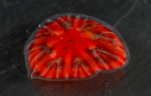 Hydrozoa (Ptychogastria)