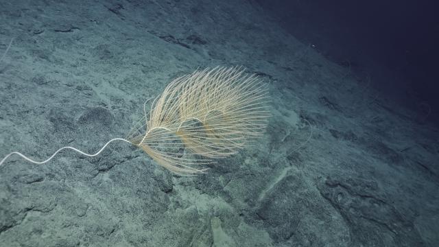 Iridogorgia sp. spiral