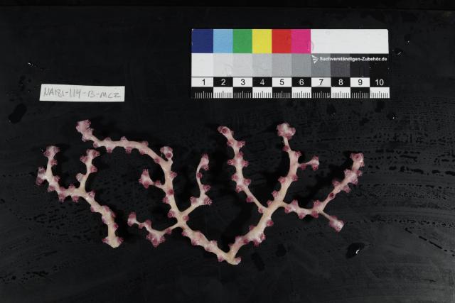 Octocoral (Victorgorgia)