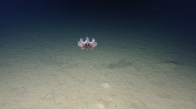 Octopod in the deep sea