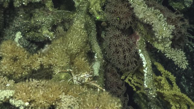 squat lobster (eumumida sp.) parazooanthidae, bellonella molokaiensis