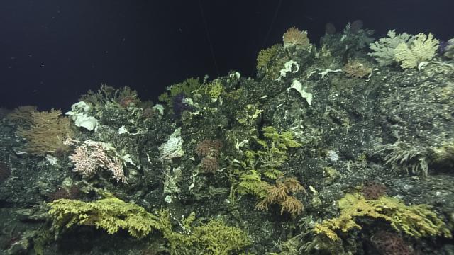  High density precious coral bed