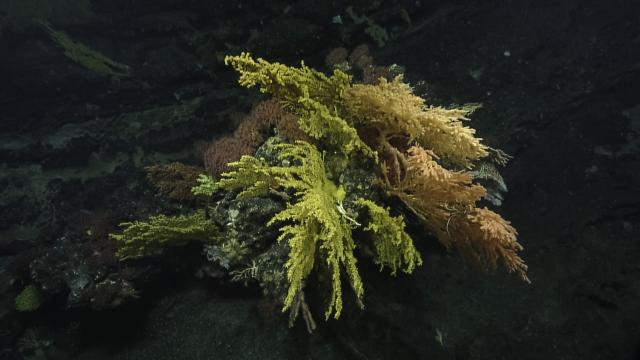 kulamanana haumeae (gold coral), acanella disbar (host for the gold coral– gold corals take over their skeleton), bellonella molokaiensis
