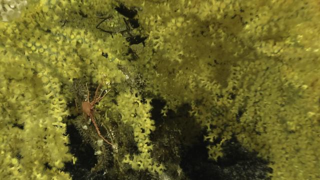 squat lobster, kulamanana haumeae (gold coral)