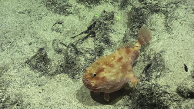 Coffin fish (Chaunax umbrenus) 