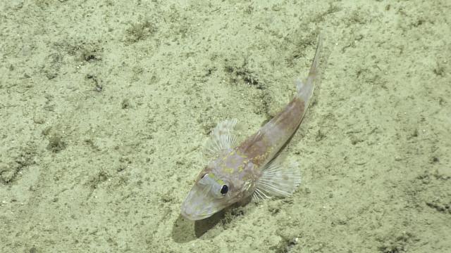 Sharp-nosed duckbill (bembrops filiferus)