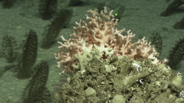 solenosmilia sp.