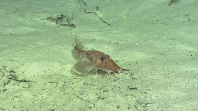 Armored sea robin (scallicus sp.)