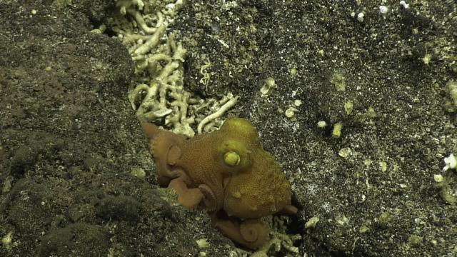 Pacific fourhorn octopus (Pteroctopus hoylei)