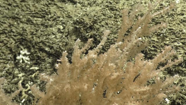 acanella dispar