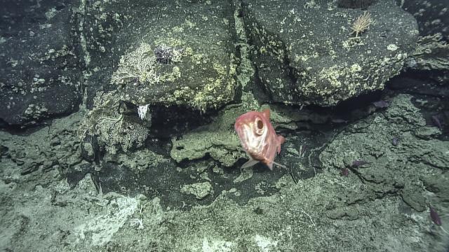 Alfonsinofish (Beryx sp.)