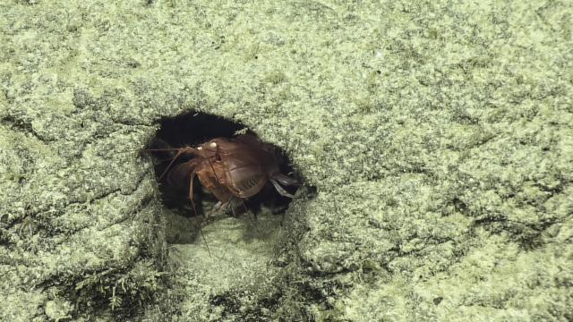Mantis shrimp (indosquilla manihinei)