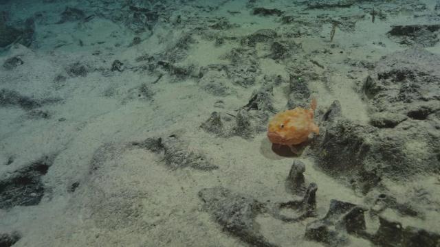 Chaunax umbrinus coffinfish on a carbonate platform at mesopelagic depths in Papahānaumokuākea National Marine Sanctuary from NA182. 