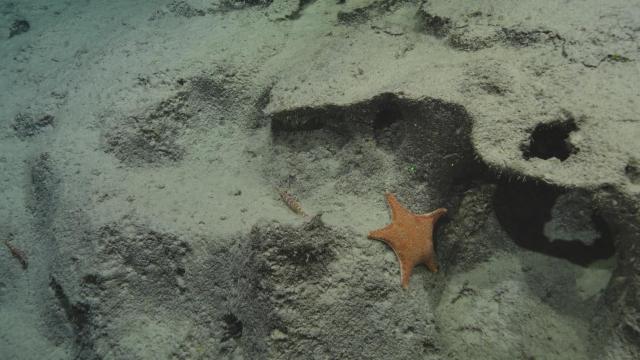 Goniasteridae sea star next to a Plesionika sp. shrimp resting on the ledge during a mesopelagic dive in Papahānaumokuākea National Marine Sanctuary from NA182.