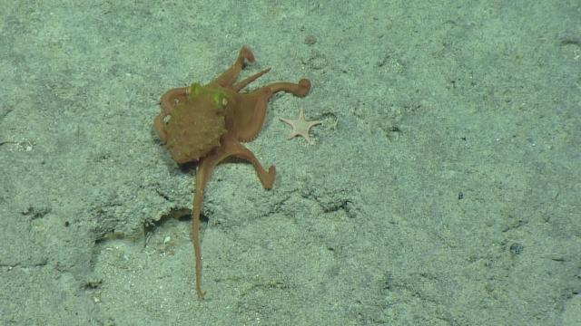 Pteroctopus hoylei octopus passing by Asteroceramus sp. sea star in search of a hole to hide in on a carbonate platform ~ 500 m deep in the Papahānaumokuākea National Marine Sanctuary.