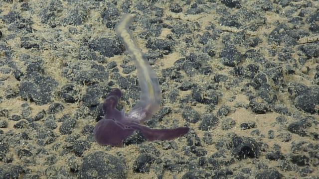 Yoda purpurata acorn worm spotted grazing on sediment in an abyssal polymetallic nodule field south of the main Hawaiian Islands on NA182. 