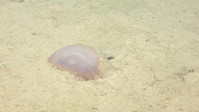 Holothurian (sea cucumber) grazing organic matter on an abyssal dive south of the main Hawaiian Islands on NA182. 