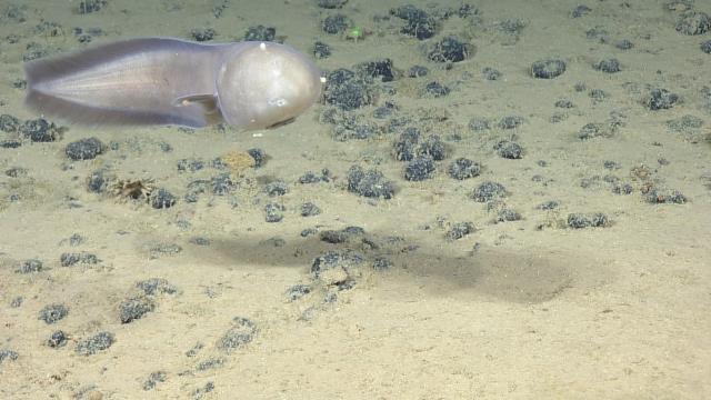 Typhlonus nasus cusk eel with a pectoral parasite from on an abyssal dive south of the main Hawaiian Islands on NA182. They call this the “faceless cusk eel” due to the absence of eyes.