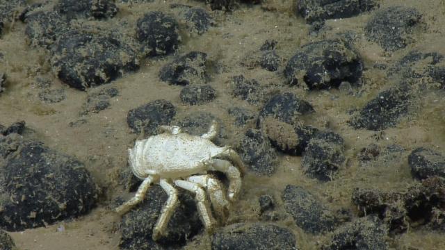 Munidopisis sp. squat lobster in an abyssal polymetallic nodule field south of the main Hawaiian islands during NA182. 