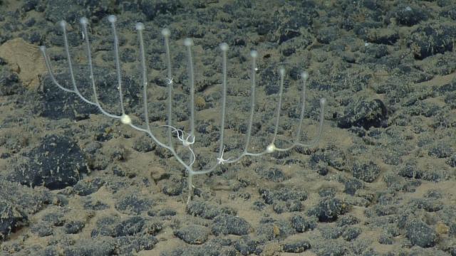 Chondrocladia sp. carnivorous sponge with associate ophiuroids (brittle stars) in an abyssal polymetallic nodule field in the Kamehameha basin during NA182. 