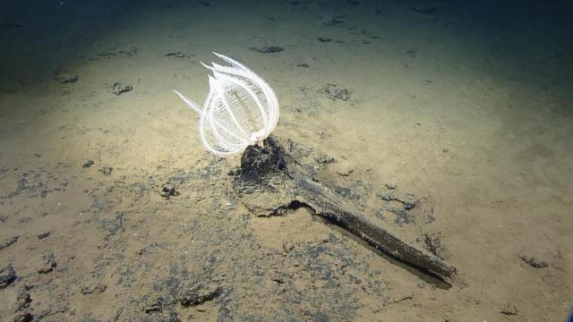 Freyella sp. sea star on a beaked whale skull during an abyssal dive in the Kamehameha basin during NA182.