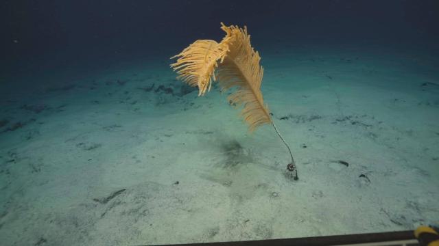 Bathypathes sp. black coral with Histocidaris variabilis on the stalk in Papahānaumokuākea National Marine Sanctuary during NA182. 