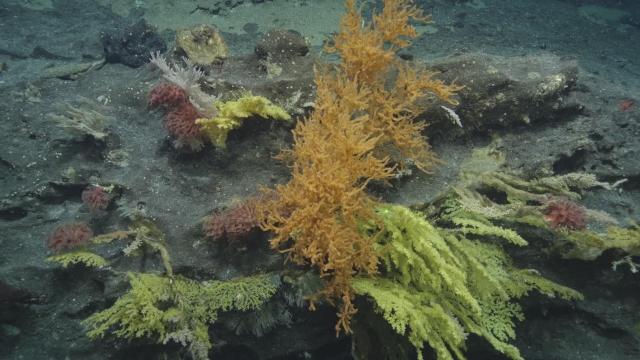 An assortment of black corals, mushroom corals, primnoid (sea fan) corals, and gorgonian corals on a carbonate ledge, taking advantage of the rapid current bringing particulate food material through the area at mesopelagic depths in Papahānaumokuākea National Marine Sanctuary during NA182. 