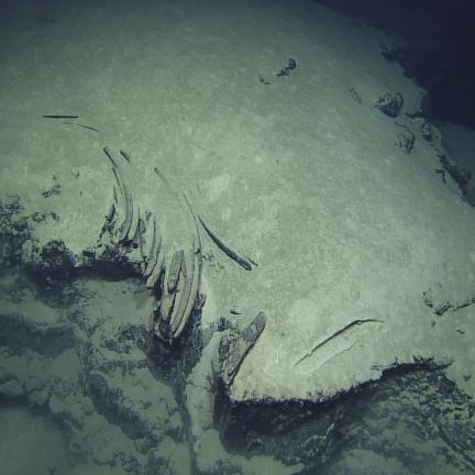 Fossil Whale Bones and More on Eratosthenes Seamount 2012 | Nautilus Live