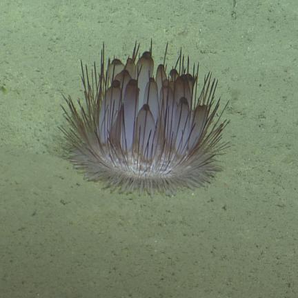 Pink Sea Urchin