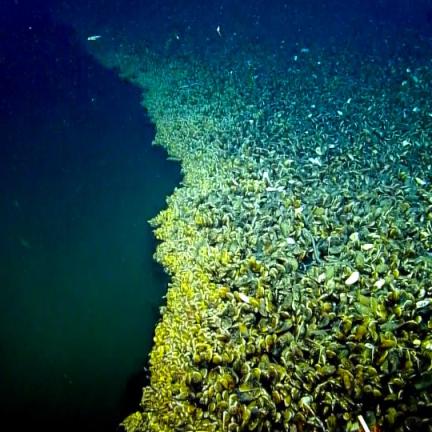 Life at a Brine Pool | Nautilus Live