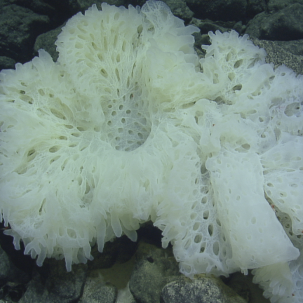 Glass sponge on seafloor.