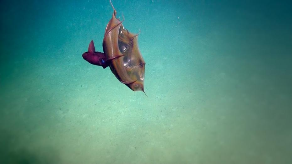 Not So Bloodthirsty: An Encounter with a Vampire Squid