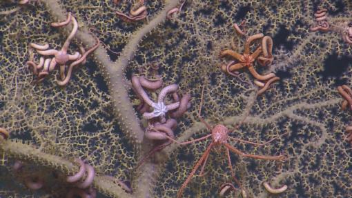 Coral with Brittle Stars and Squat Lobster
