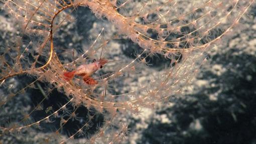 Shrimp coral