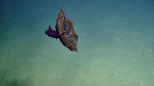 Vampire squid