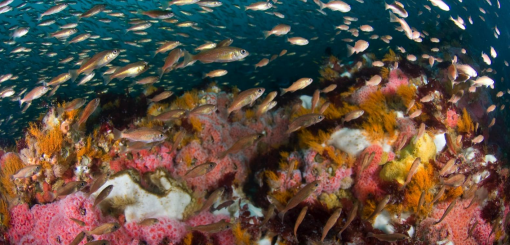 Fishes  Cordell Bank National Marine Sanctuary