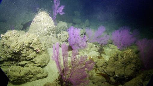 Scientists Discover New Species of Deep-sea Sponge in Cordell Bank National  Marine Sanctuary (U.S. National Park Service)