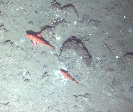 Picture of fish taken by Popoki AUV