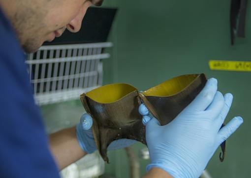 Inspecting skate egg cases