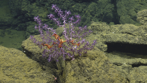 Purple octocoral with brittlestars