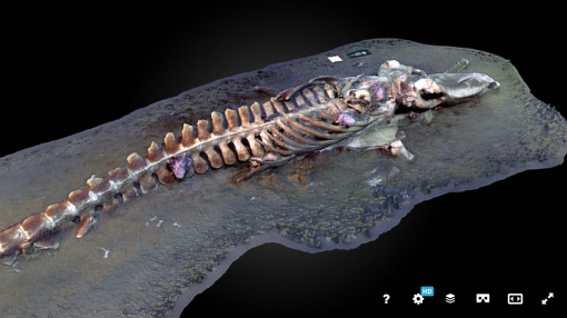 Whale skeleton 3D model