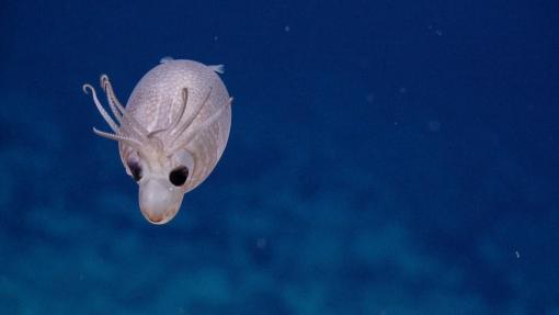 piglet squid