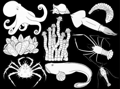 compilation of sea creatures